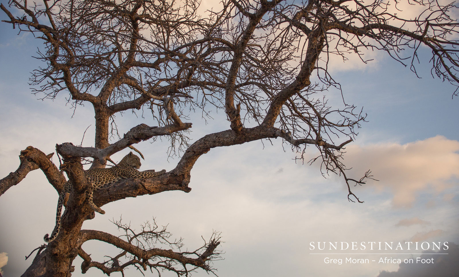 Cleo in Tree Cleo in Tree