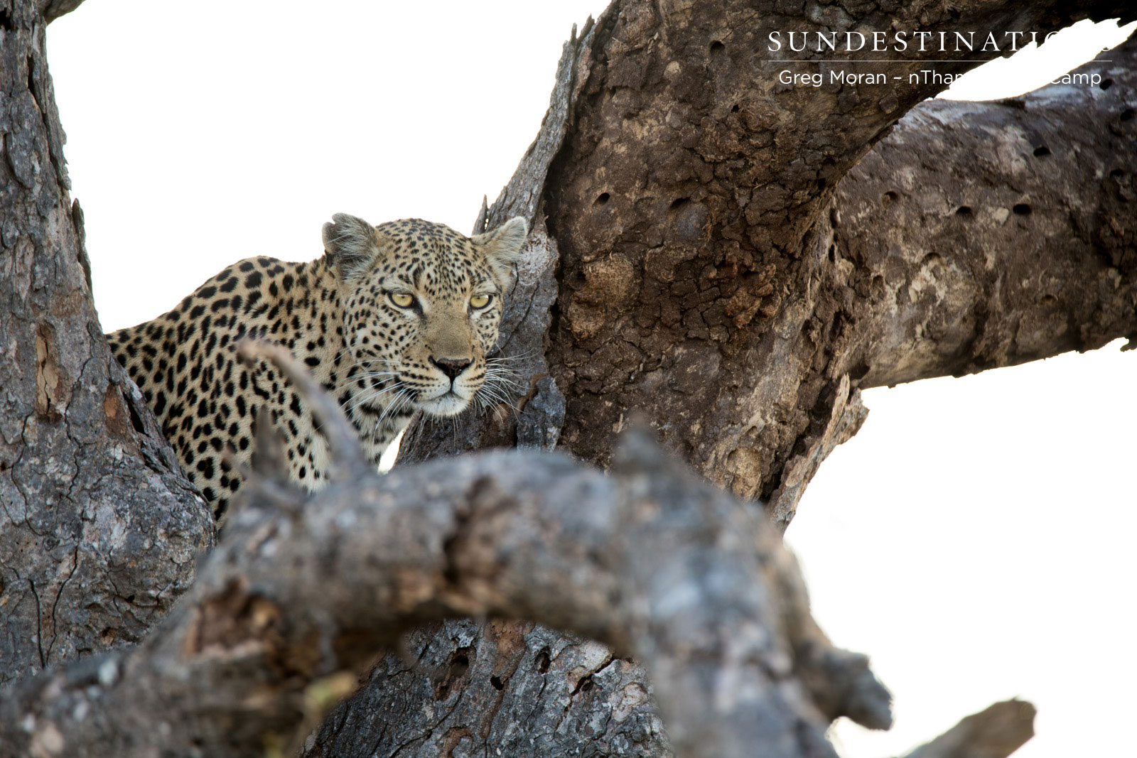 Cleo Hides in Tree Cleo Hides in Tree