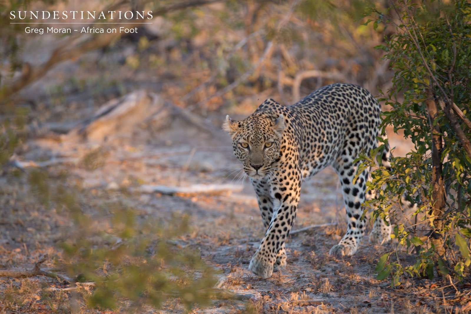 Cleo Stalking Cleo Stalking