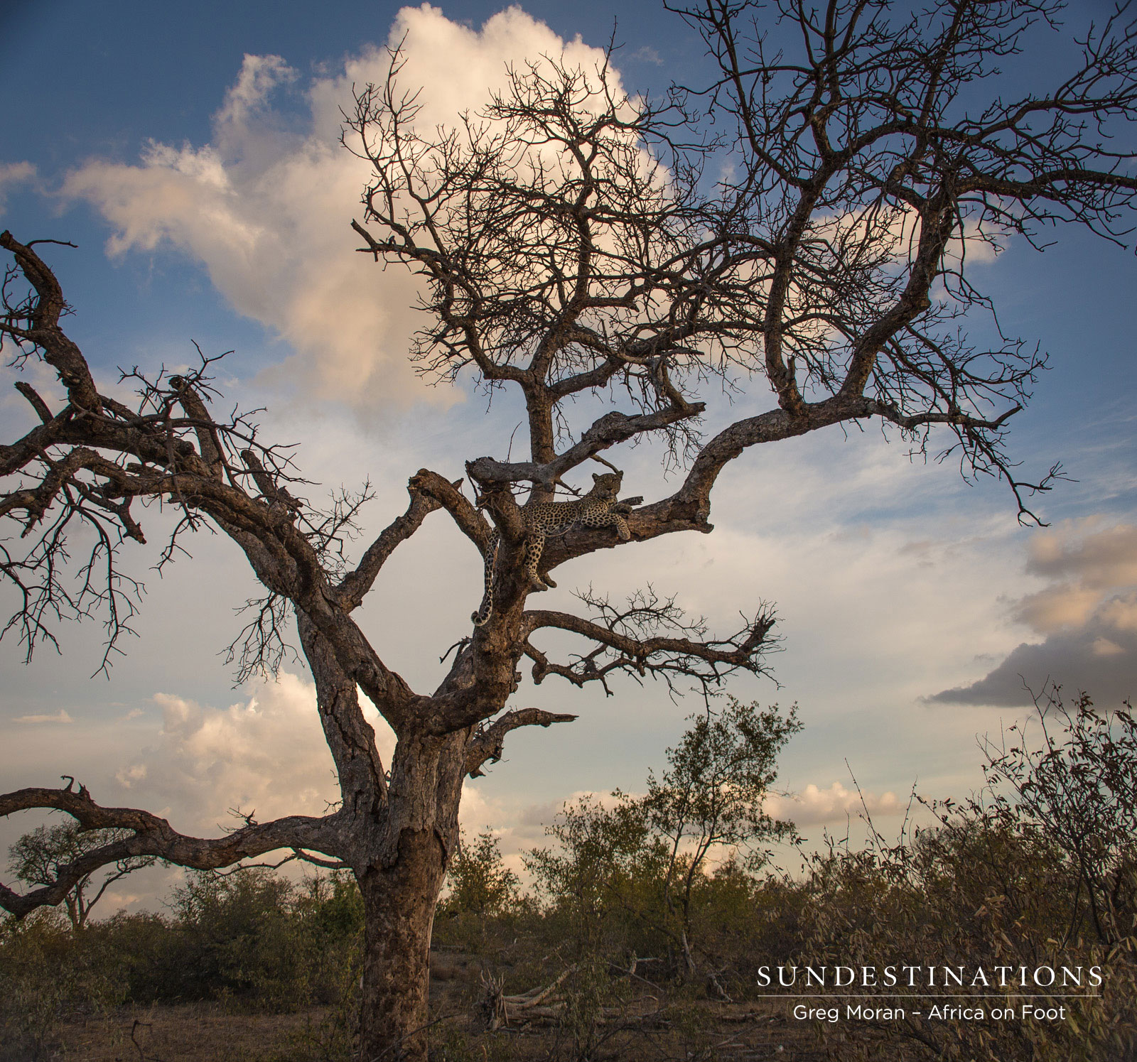 Cleo Leopardess Relaxing Cleo Leopardess Relaxing