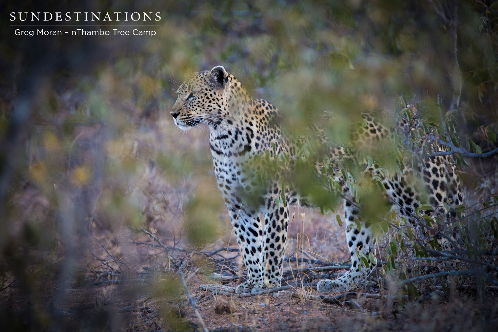 Cleo Looking for a Kill Cleo Looking for a Kill