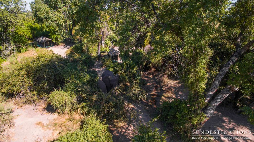An aerial image of the elephant visiting the marula trees on Xobega Island An aerial image of the elephant visiting the marula trees on Xobega Island