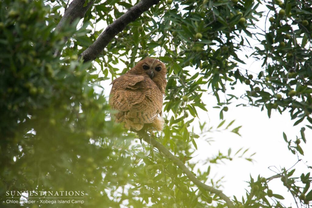 Typical black eyes and a large rufous body decorated with back barring Typical black eyes and a large rufous body decorated with back barring