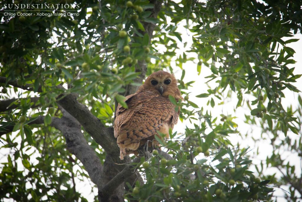 Pel's fishing owl looks down on its admirers with scepticism Pel's fishing owl looks down on its admirers with scepticism
