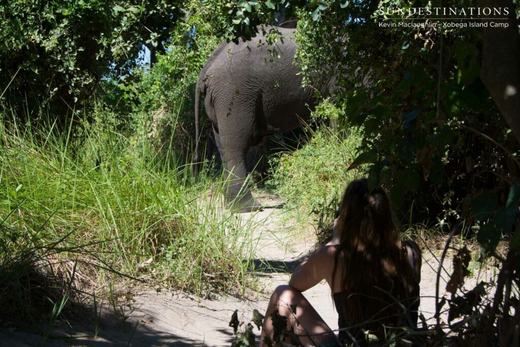 Photographing an elephant at Xobega Island Camp Photographing an elephant at Xobega Island Camp