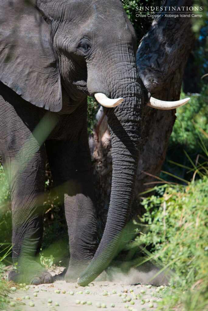 Elephant bull feeds on the marulas at Xobega Island Elephant bull feeds on the marulas at Xobega Island
