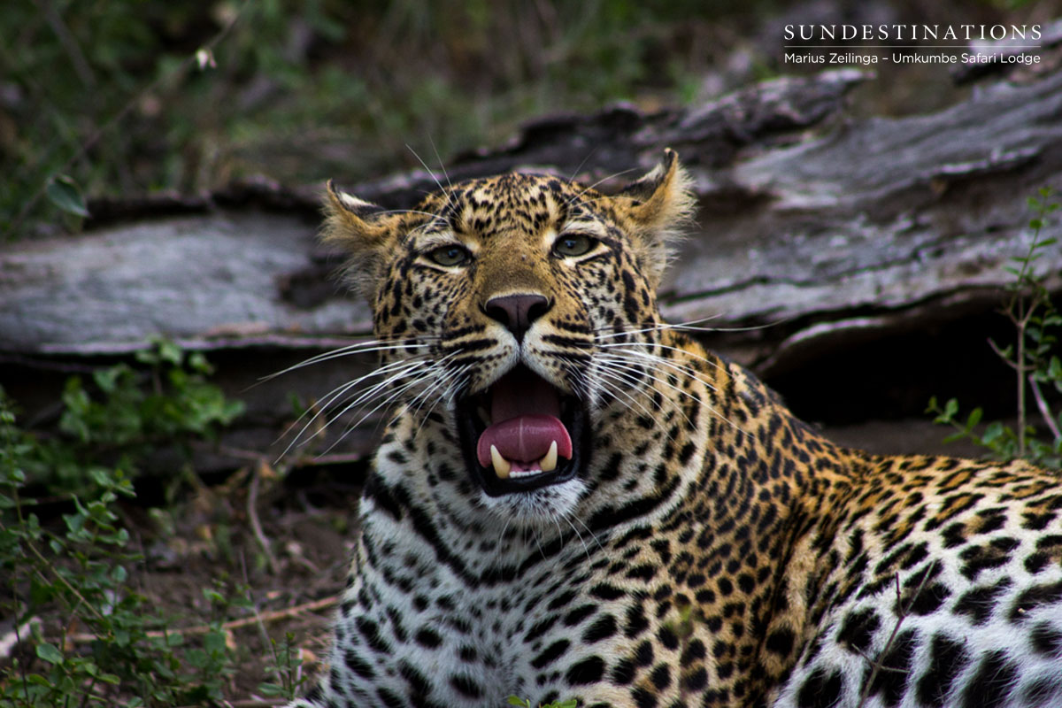 Hlarulini Leopardess Hlarulini Leopardess