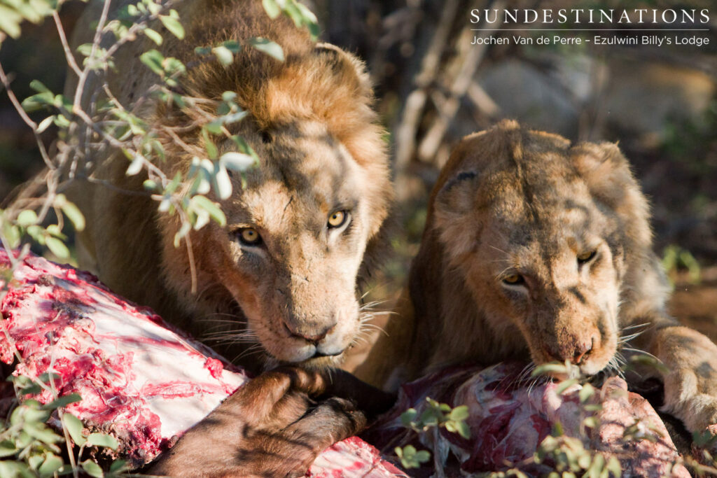 Blonde male feeding alongside subadult male Blonde male feeding alongside subadult male
