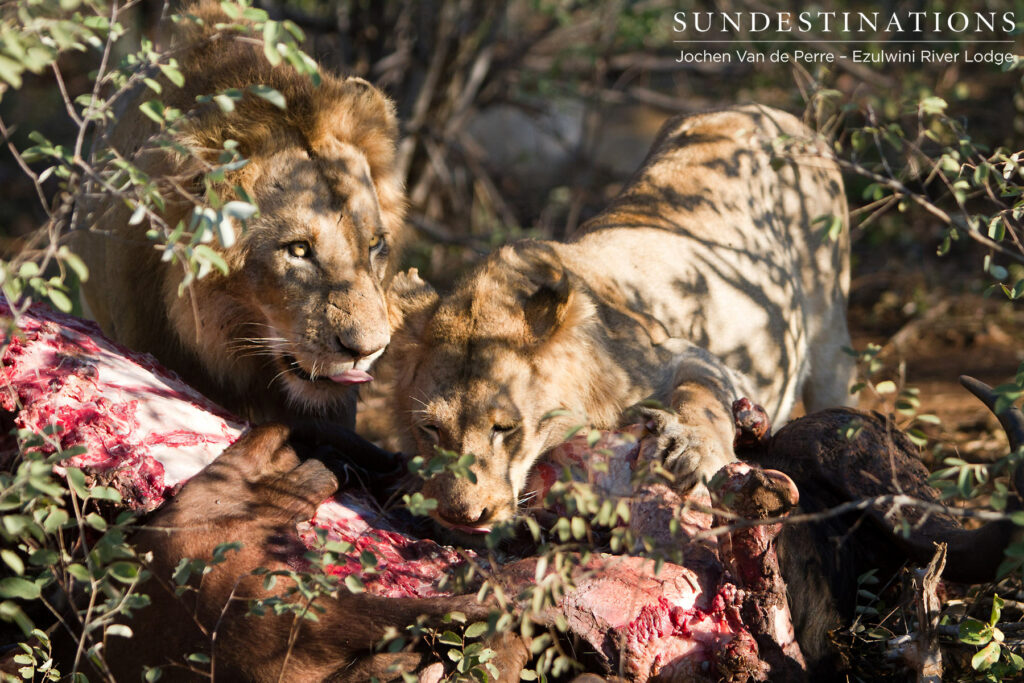Male lions from Mohlabetsi Pride on buffalo kill Male lions from Mohlabetsi Pride on buffalo kill