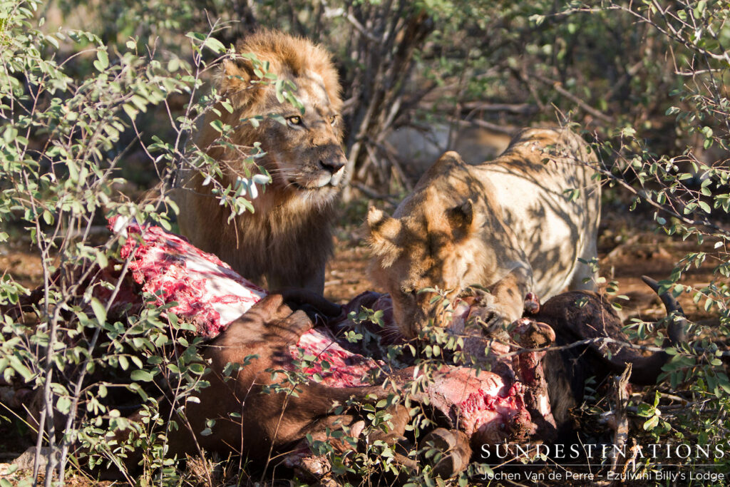 Blonde male lion from coalition of 4 Blonde male lion from coalition of 4