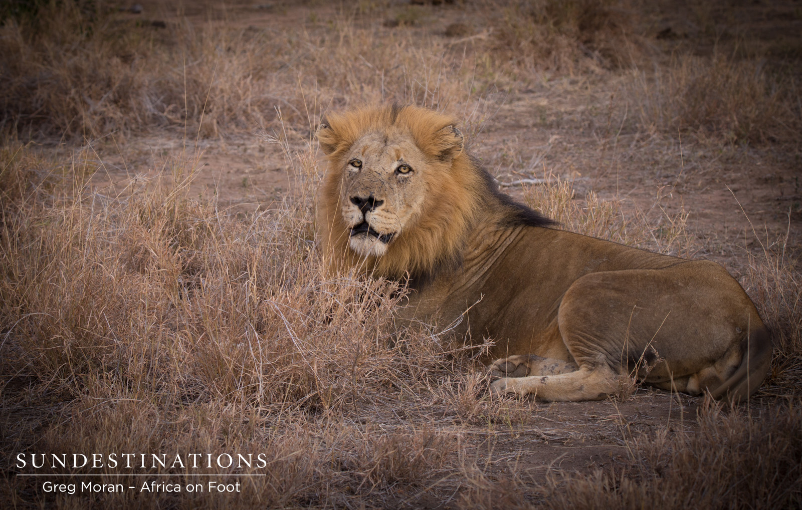 Trilogy Male Trilogy Male