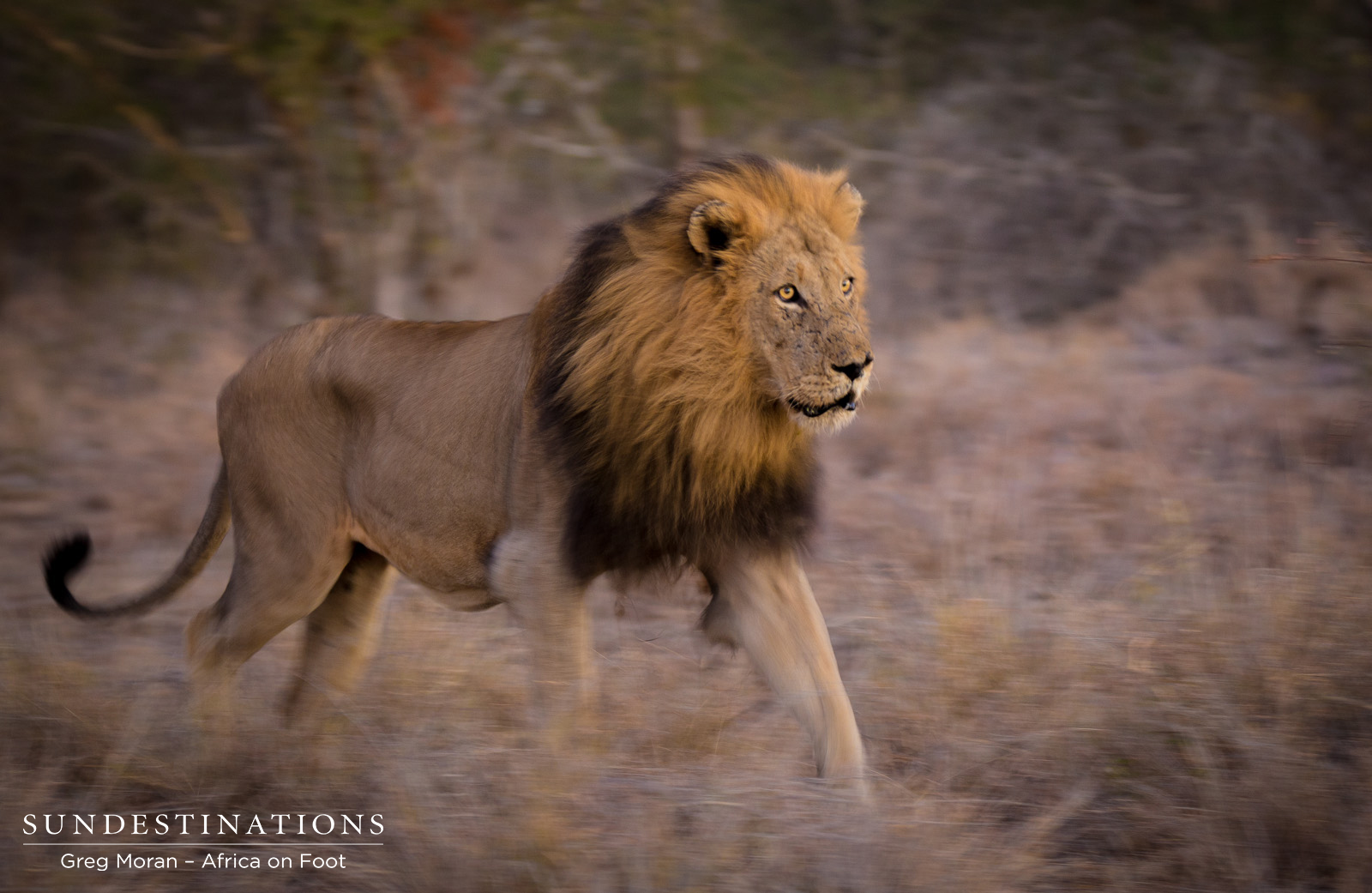 Trilogy Male Approaches Mabande Trilogy Male Approaches Mabande