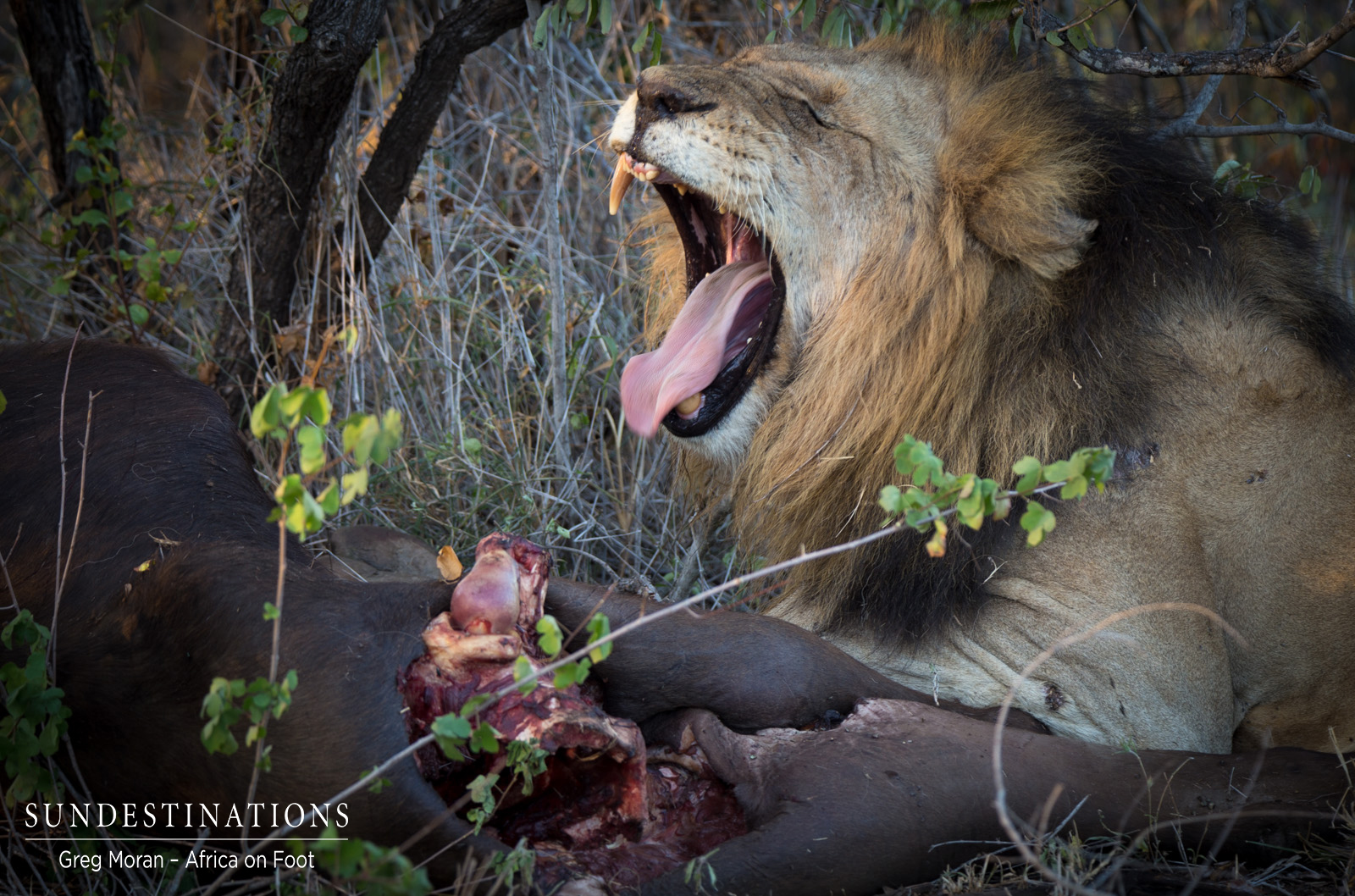 Trilogy Feast Trilogy Feast