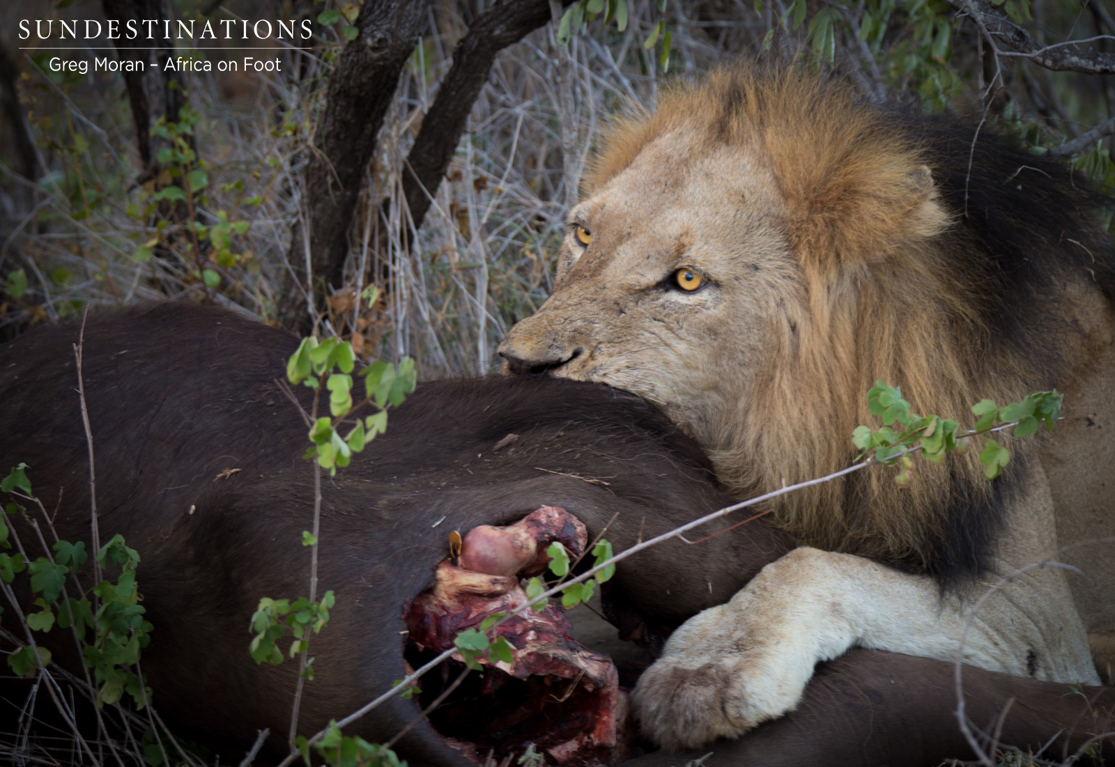 Trilogy with Buffalo Kill Trilogy with Buffalo Kill