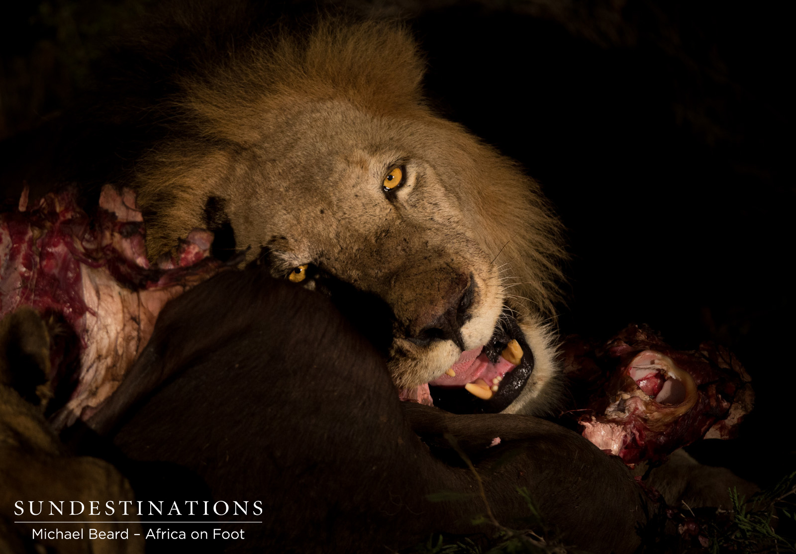 Trilogy Male Lion Trilogy Male Lion
