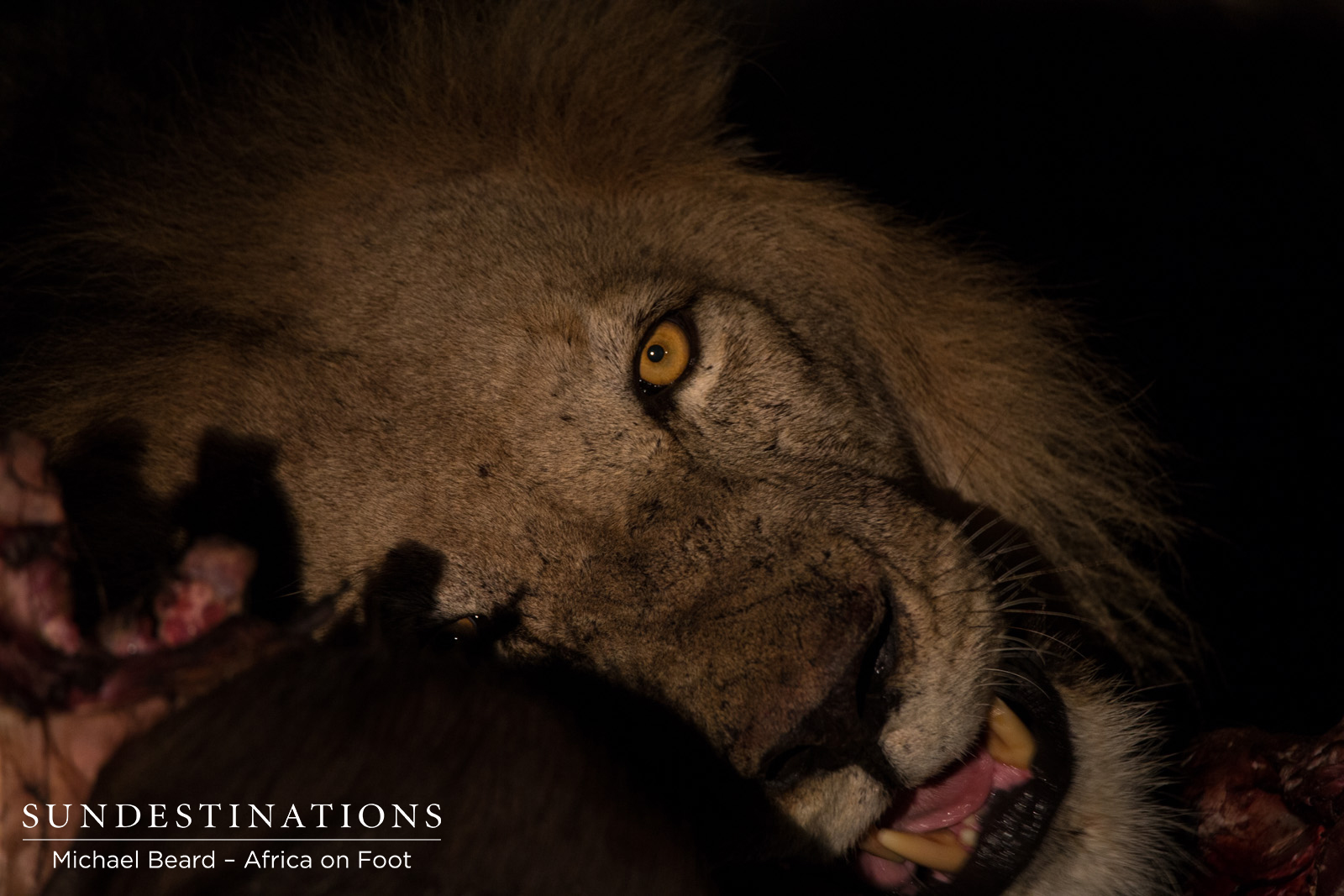 Male Lion Trilogy Male Lion Trilogy