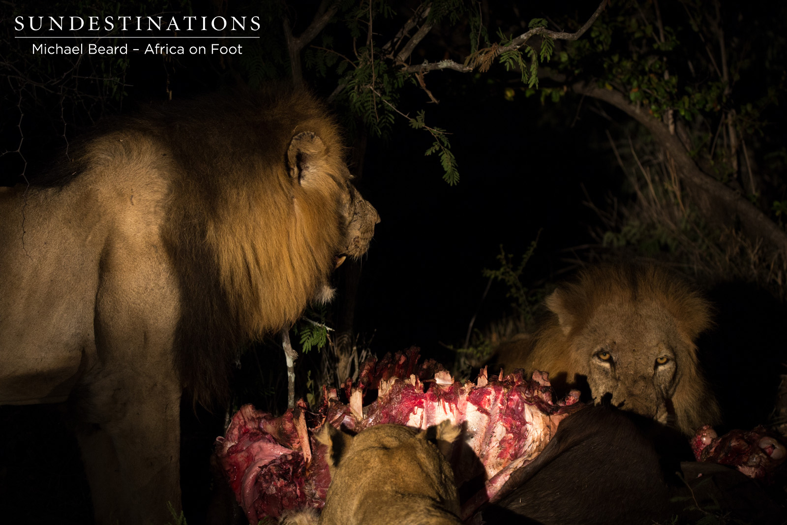 Ross Lioness & Trilogy Males Ross Lioness & Trilogy Males