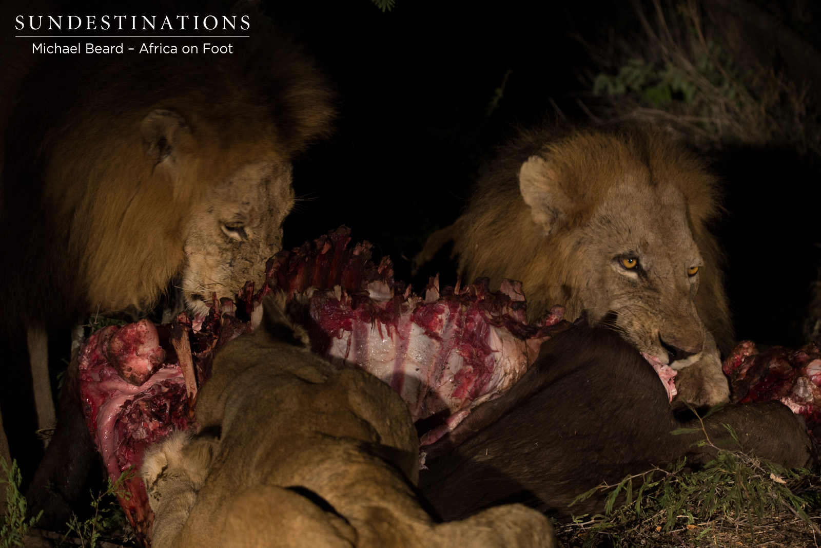 Trilogy & Ross Feast Trilogy & Ross Feast