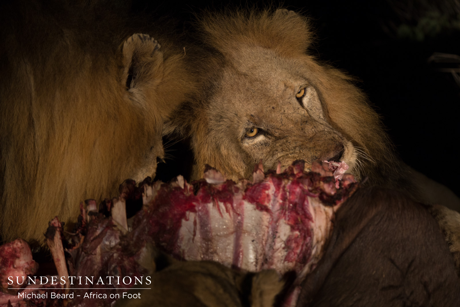 Trilogy Male with Kill Trilogy Male with Kill