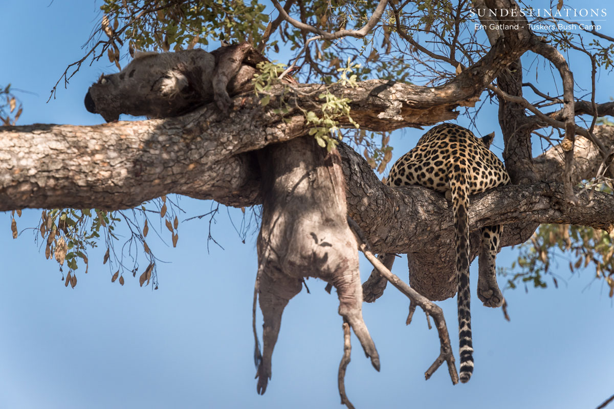 Leopard with Warthog Kill Leopard with Warthog Kill