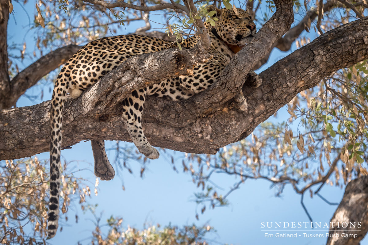 Moremi Leopard Moremi Leopard