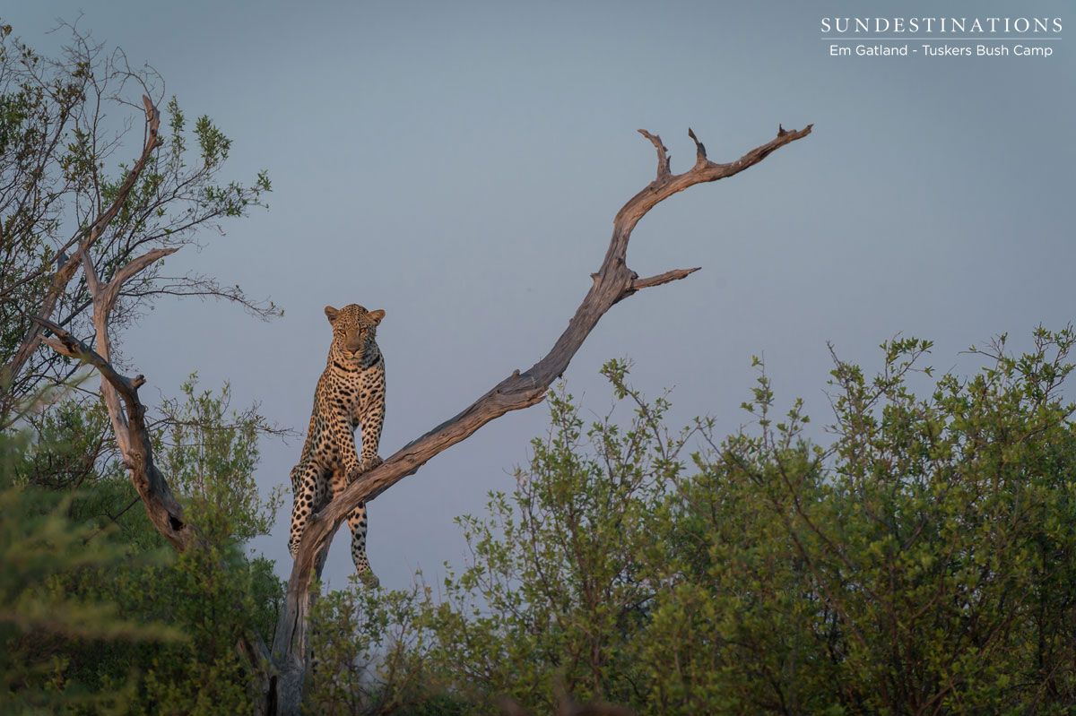 Vantage Point Leopard Vantage Point Leopard