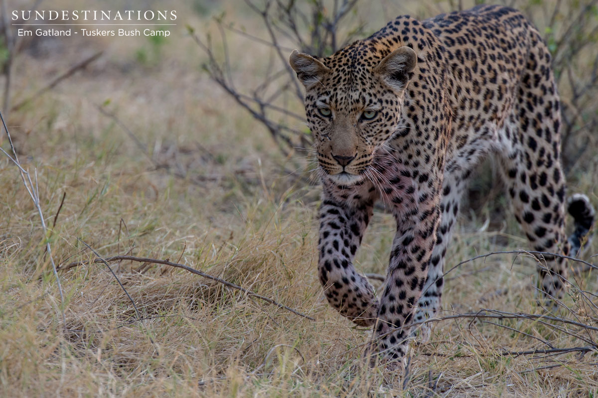 Moremi Leopard Moremi Leopard