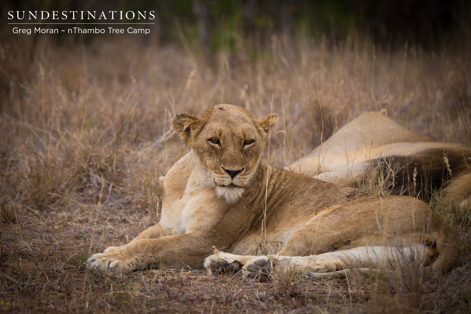 Ross Pride Breakaway Lions Ross Pride Breakaway Lions