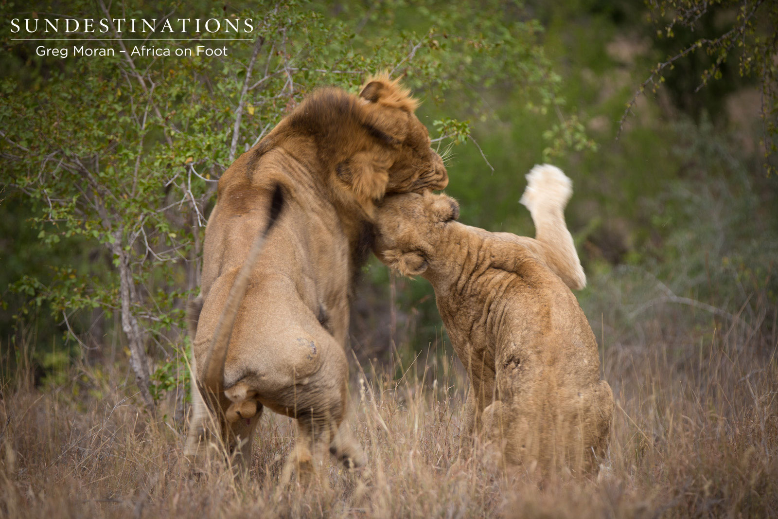 Mabande Africa On Foot Mabande Africa On Foot