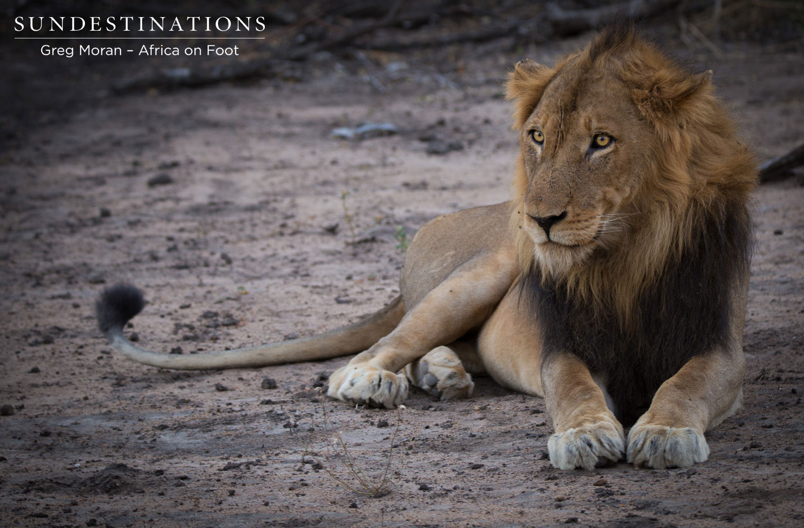 Mabande Africa on Foot Mabande Africa on Foot