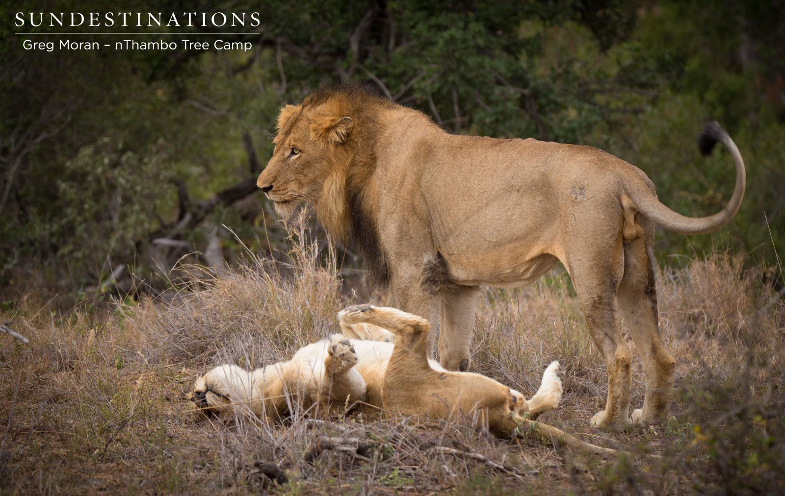 Mabande Ross Lioness Mabande Ross Lioness