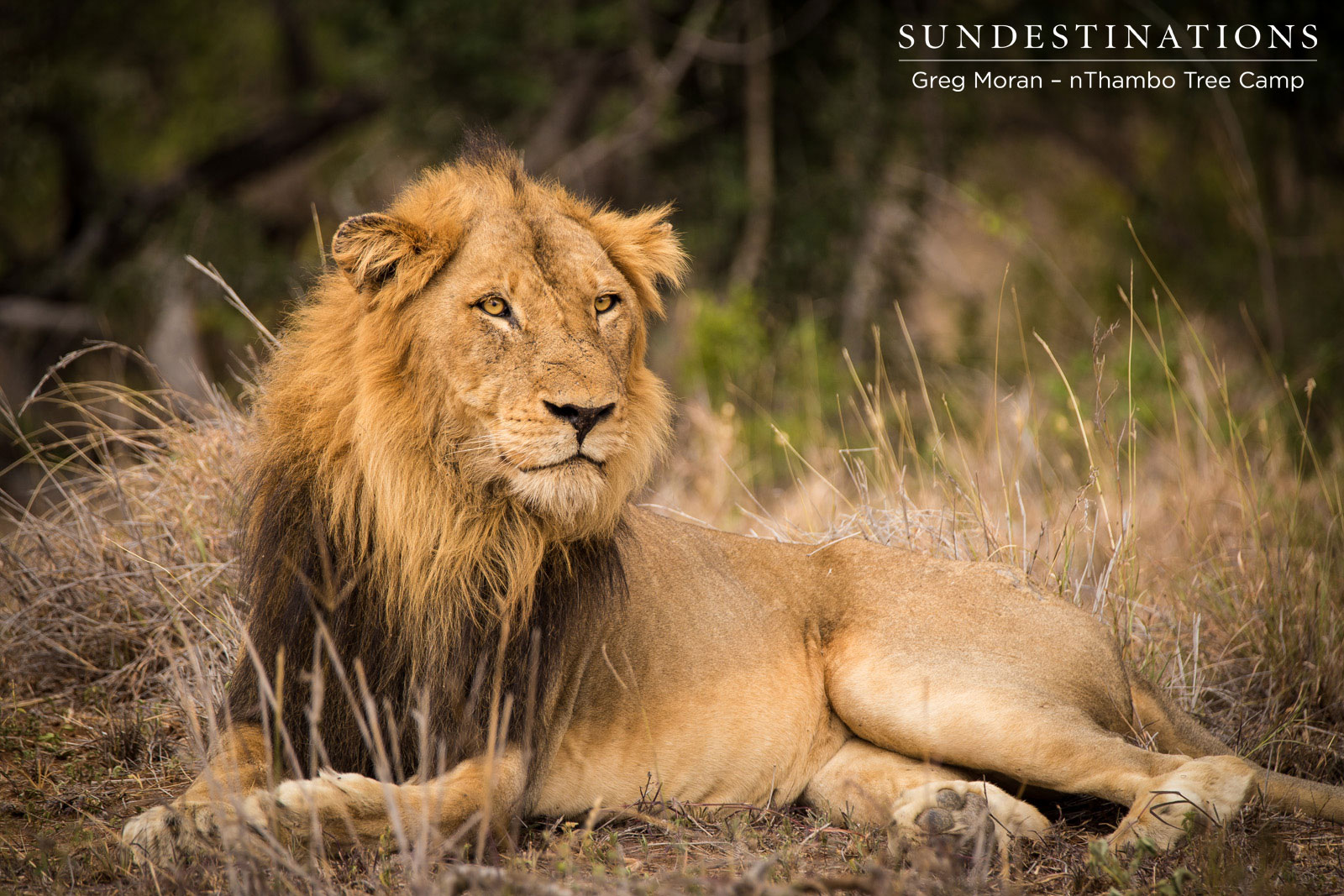 Mabanden Lion Thambo Mabanden Lion Thambo