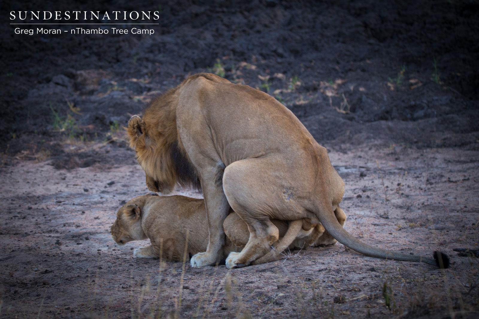 nThambo Mabande Mating nThambo Mabande Mating