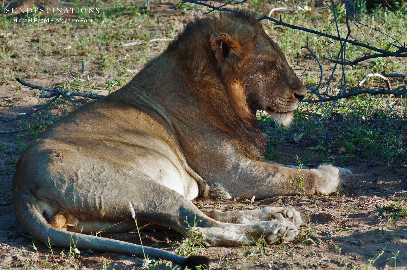 Mabende Lion Mabende Lion