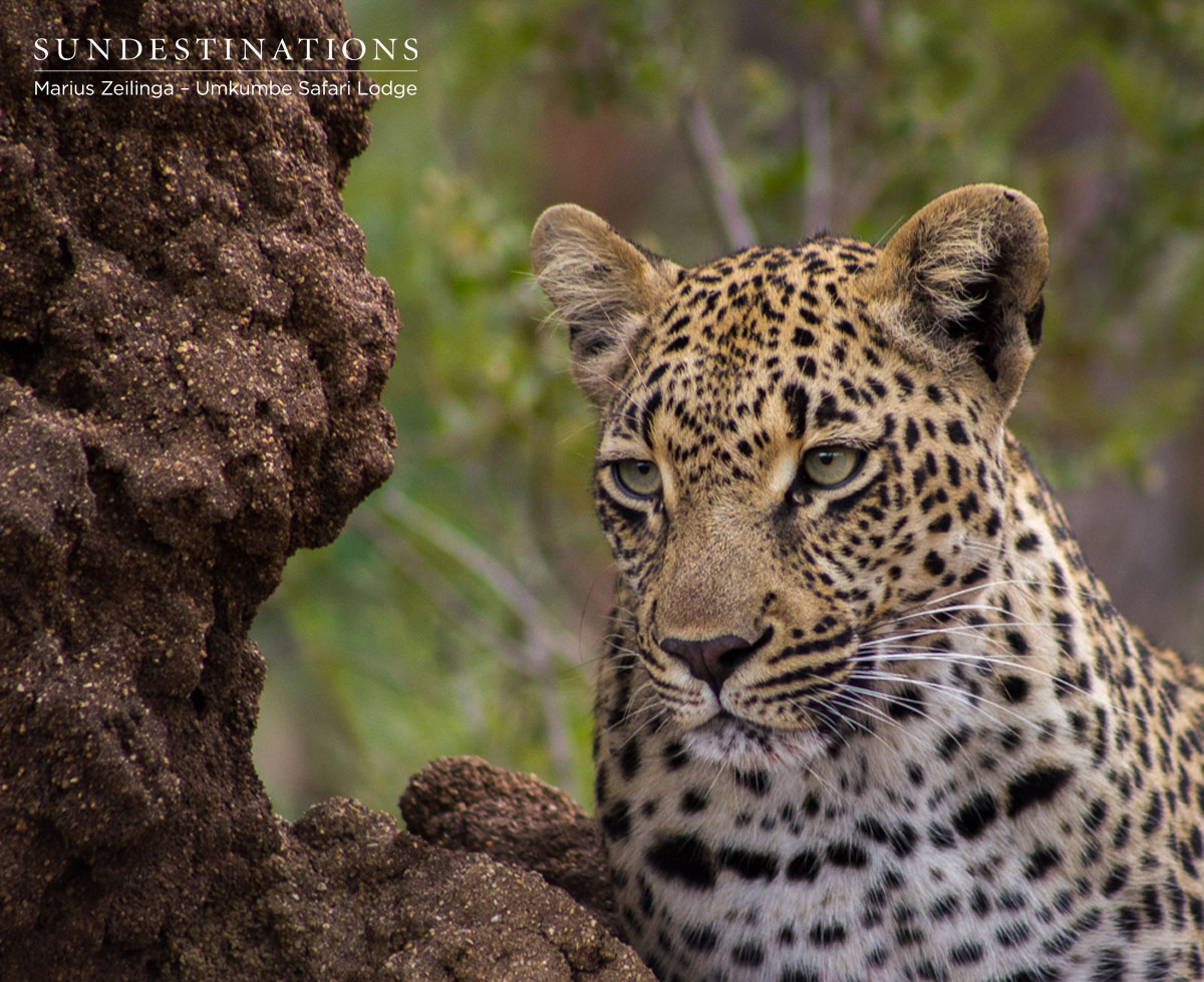 Ndzanzeni Leopardess Ndzanzeni Leopardess