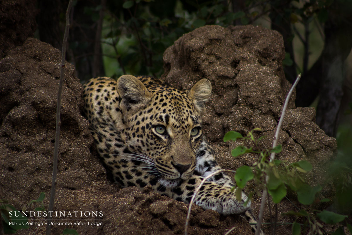 Ndzanzeni Leopardess Ndzanzeni Leopardess