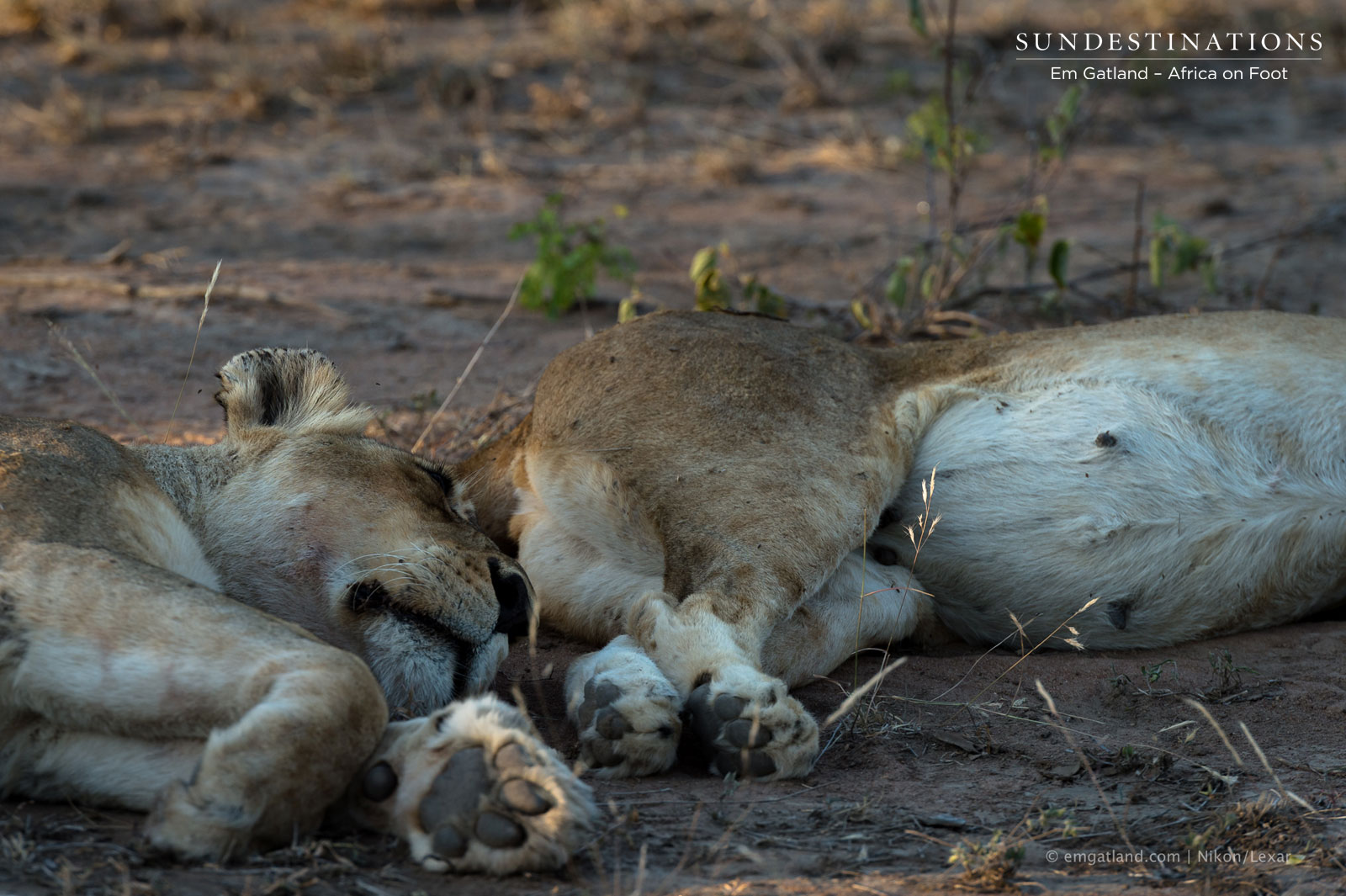 Ross Pride Breakaway Lionesses Ross Pride Breakaway Lionesses