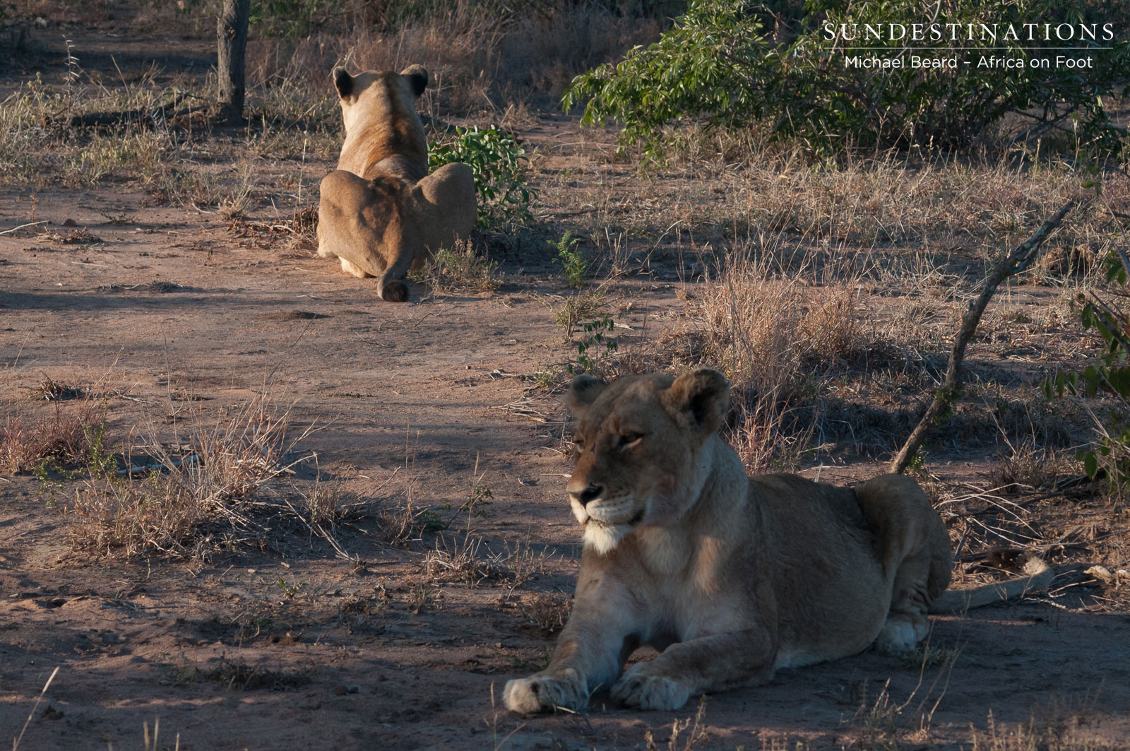 Ross Pride Breakaway Females Ross Pride Breakaway Females