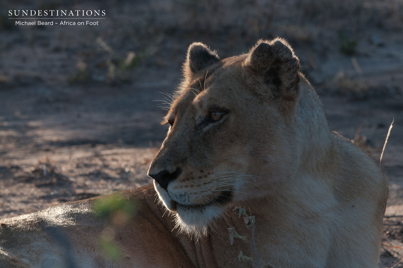 Ross Pride Lioness Ross Pride Lioness