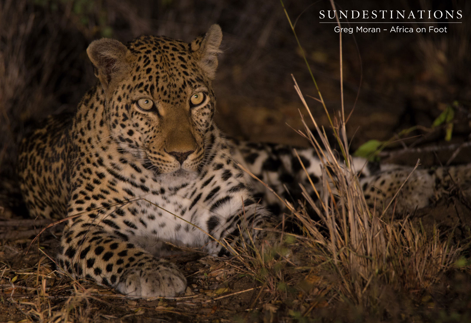 Unknown Leopard Unknown Leopard