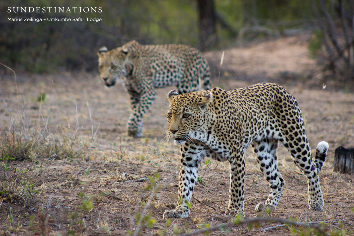White Dam & Cub White Dam & Cub