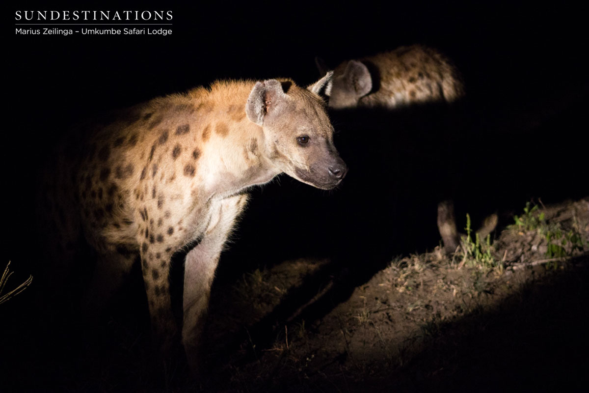 Toothfairy the hyena Toothfairy the hyena