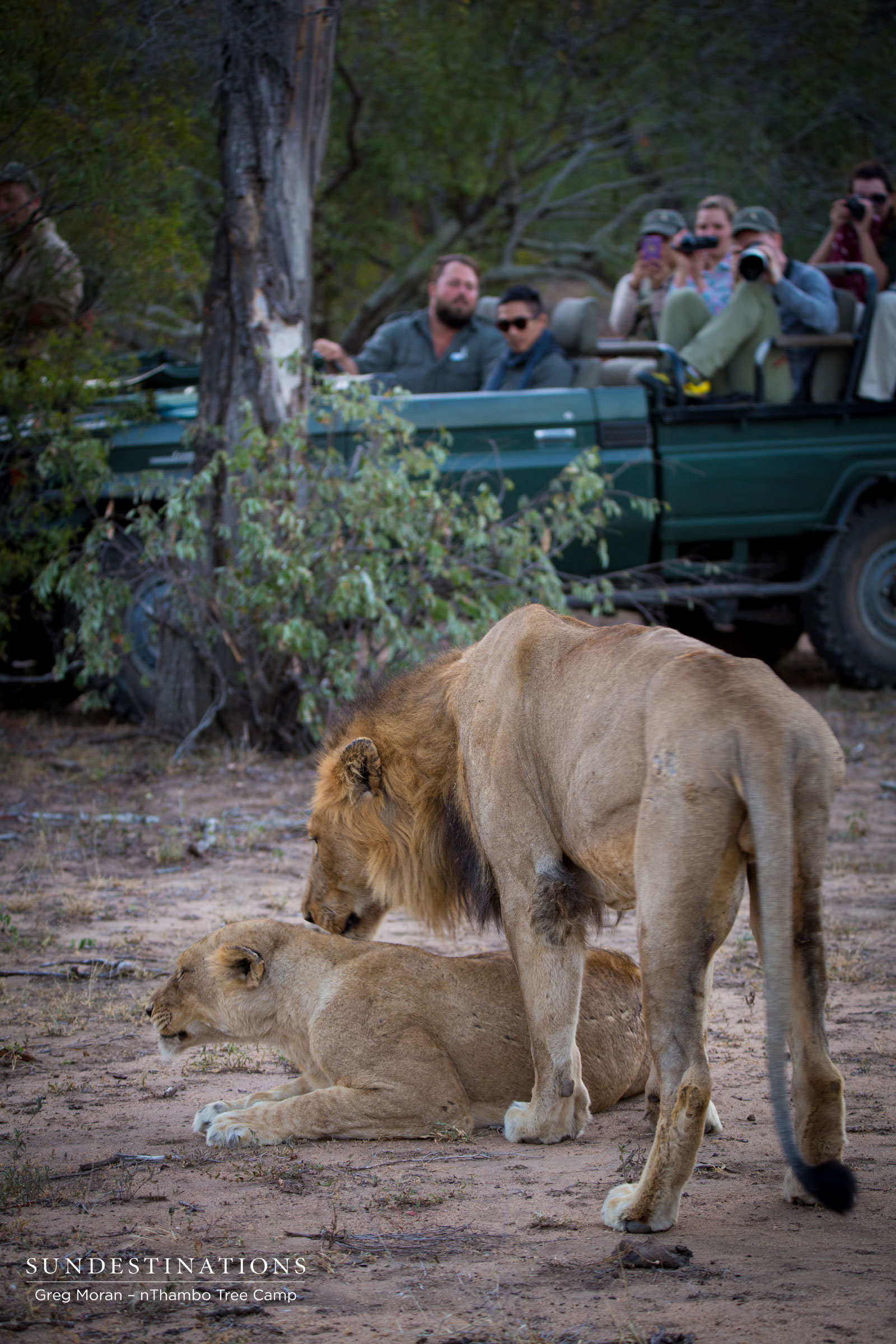 nThambo Male Lion nThambo Male Lion