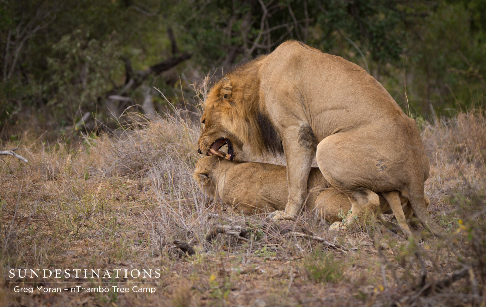 Mabande nThambo Mating Mabande nThambo Mating