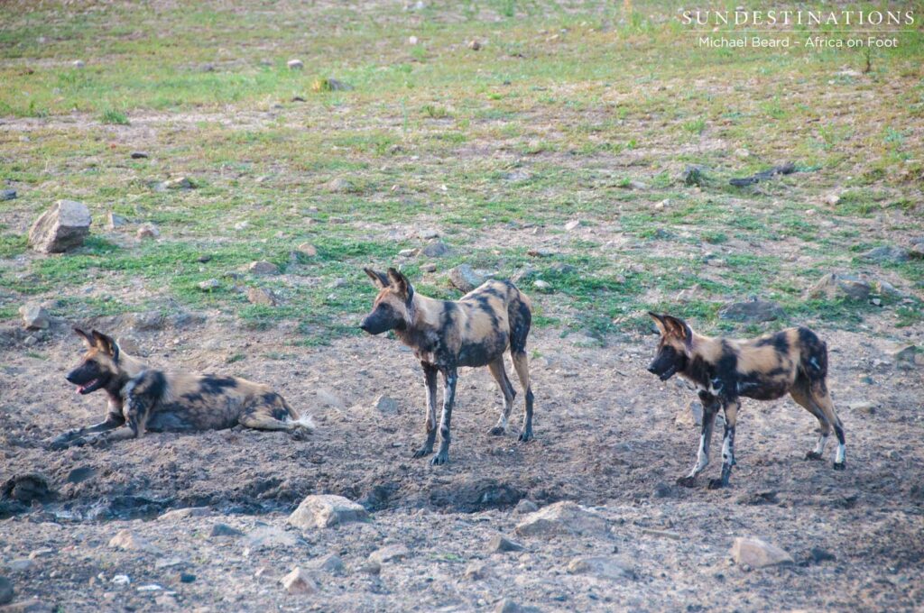 A pack of 3 African wild dogs currently in Klaserie A pack of 3 African wild dogs currently in Klaserie