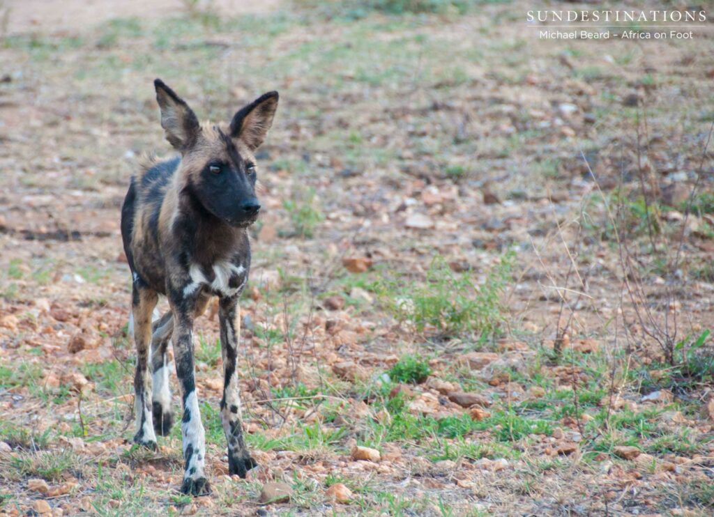 Regular sightings of African wild dogs in the Klaserie Regular sightings of African wild dogs in the Klaserie