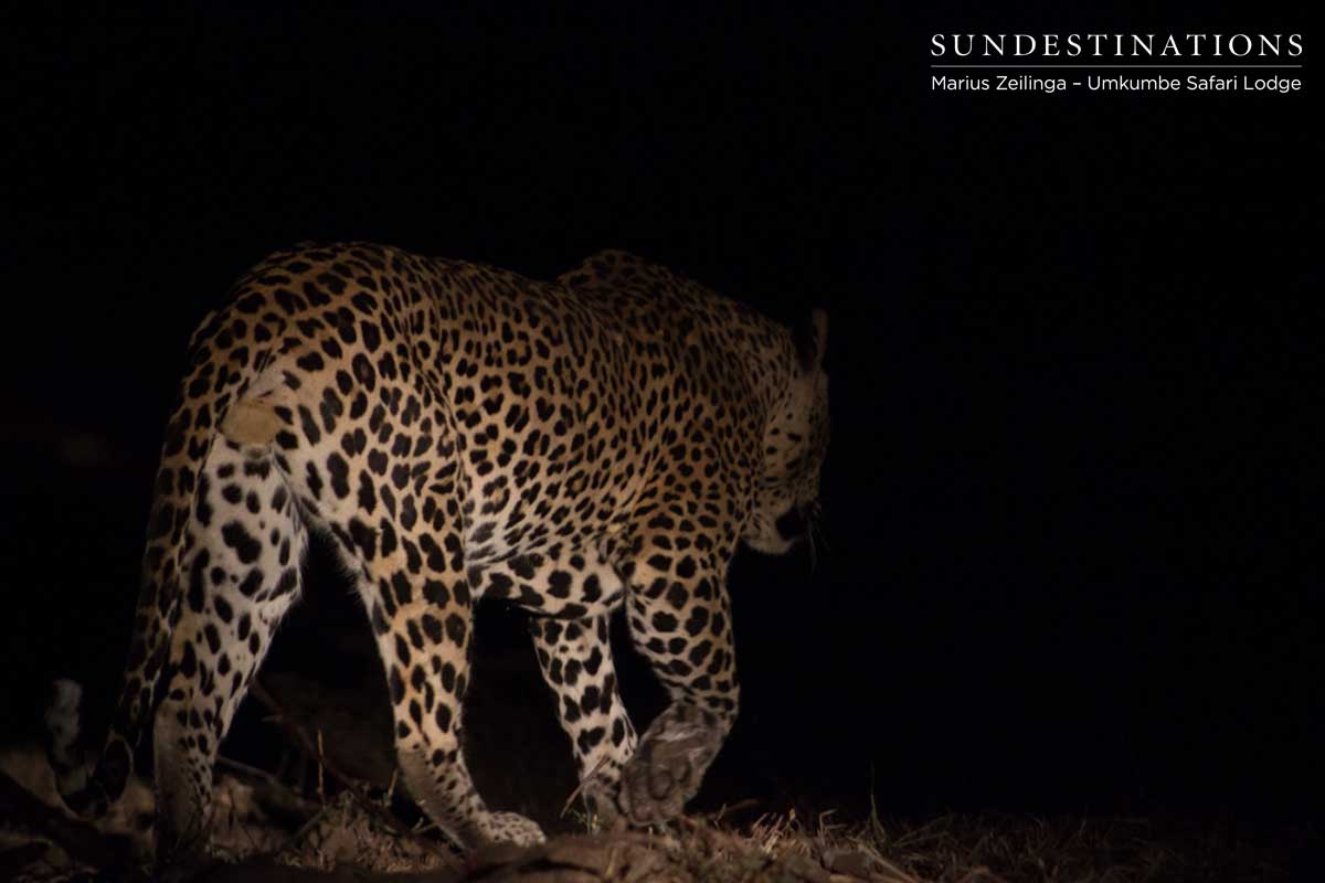 Bicycle Crossing Tom Bicycle Crossing Tom