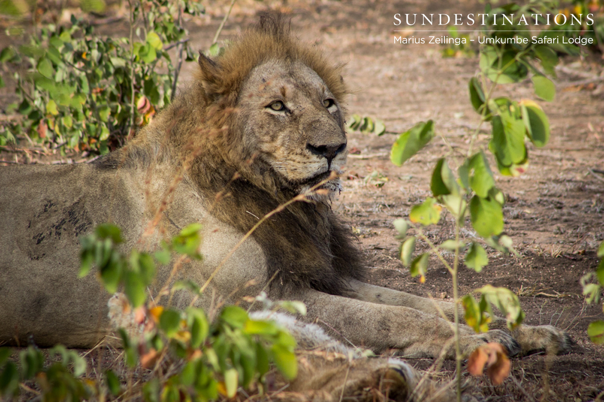 Charlestons Male Charlestons Male