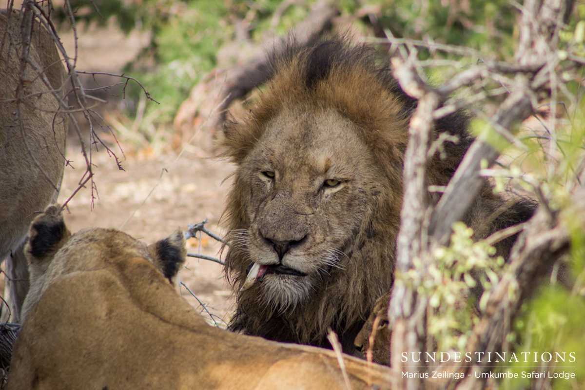 Charlestons with the Tooth Charlestons with the Tooth
