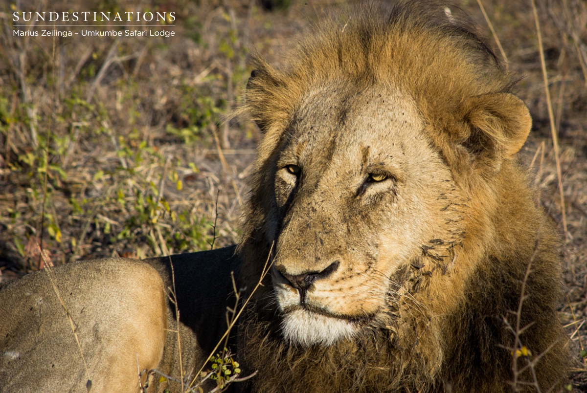Charleston Male Umkumbe Charleston Male Umkumbe